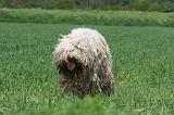 KOMONDOR 024